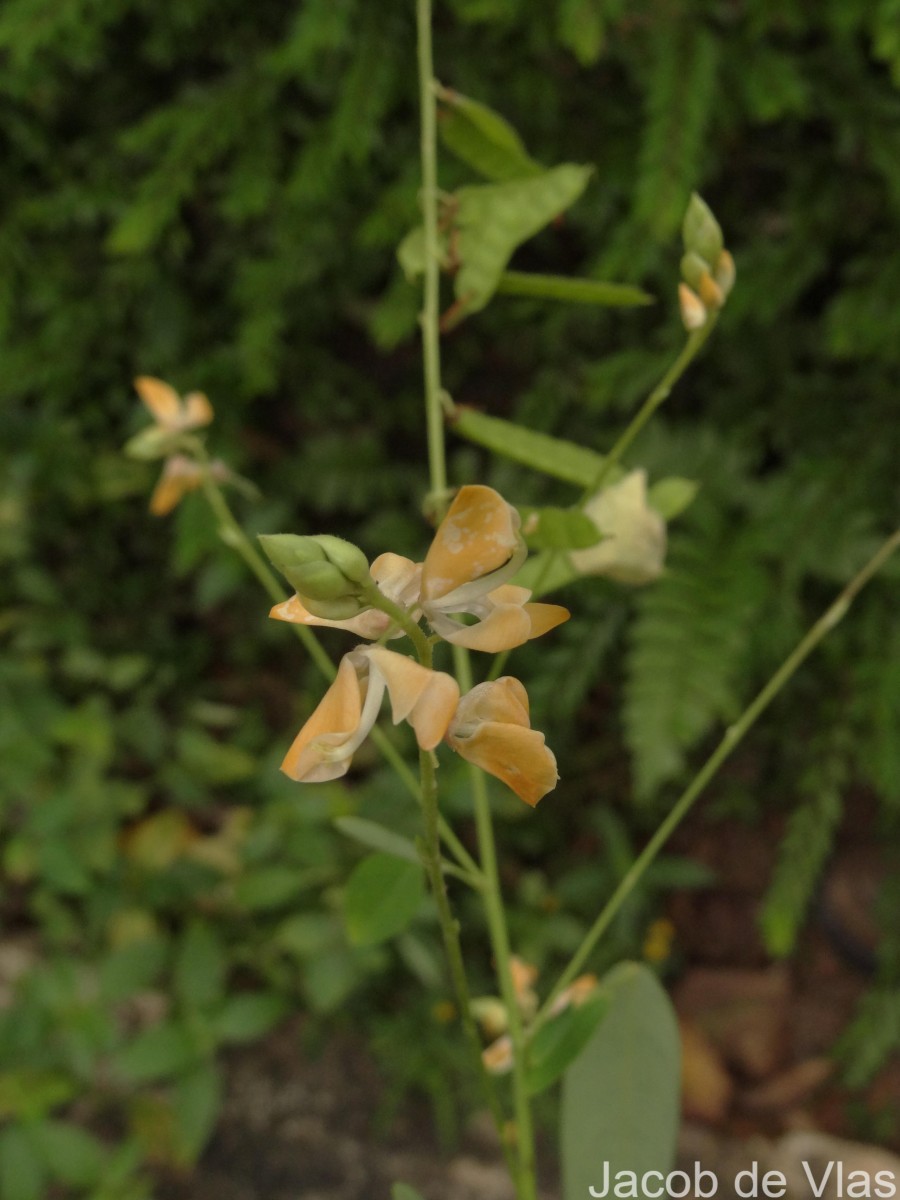 Codariocalyx motorius (Houtt.) H.Ohashi